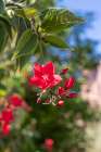 Saudi Arabia, Tabuk, Al-Disah. Red flowering tree on a farm. Art Print